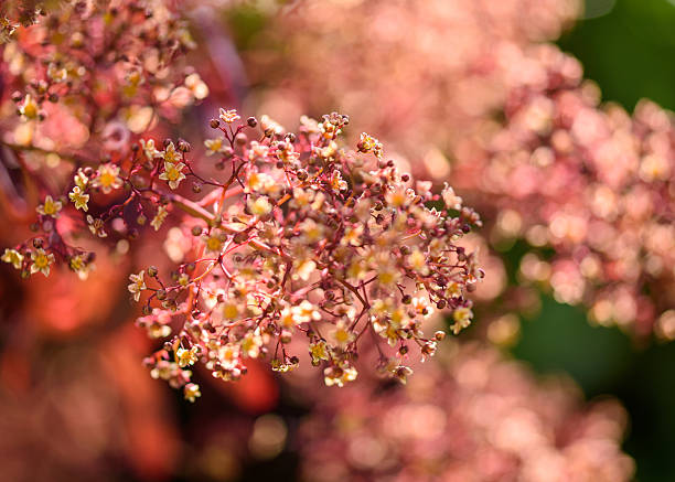 Close up of flowers of The Smoke Tree (Cotinus coggygria)