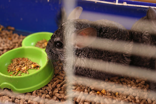 istock People care for and play with chinchillas. 2213732454
