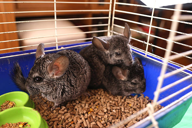 istock People care for and play with chinchillas. 2213732573
