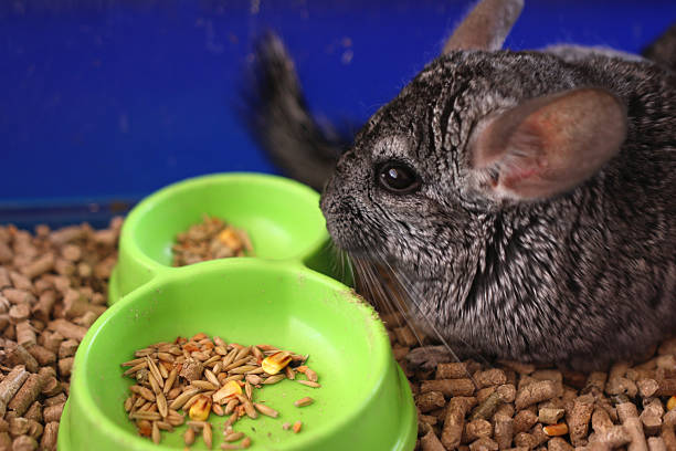 istock People care for and play with chinchillas. 2213732591