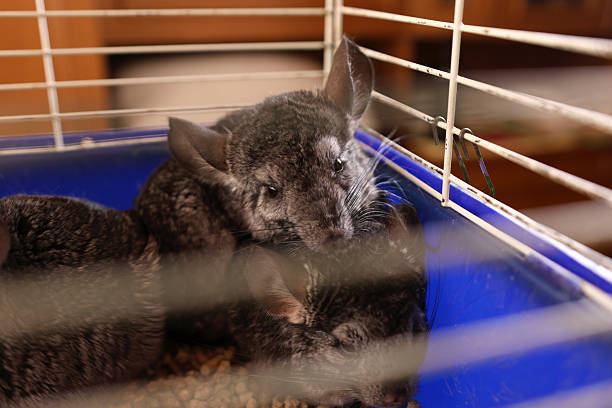 People care for and play with chinchillas.