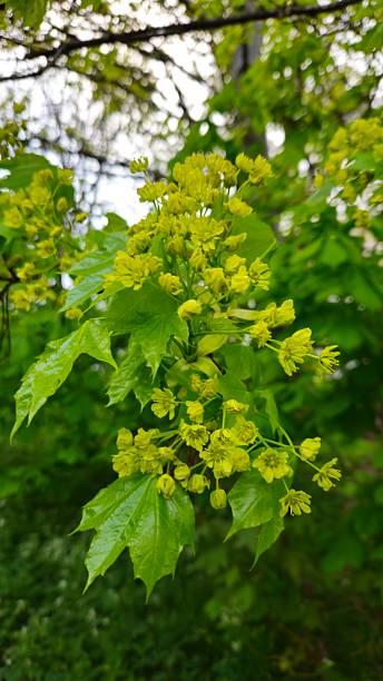 istock Green maple leaves and yellow blossoms in spring 2213732805