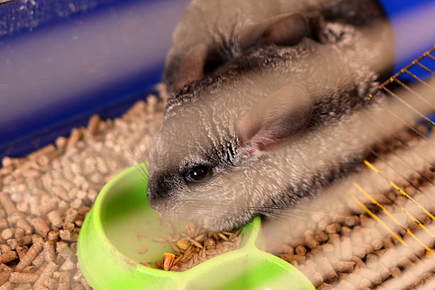 istock People care for and play with chinchillas. 2213732947