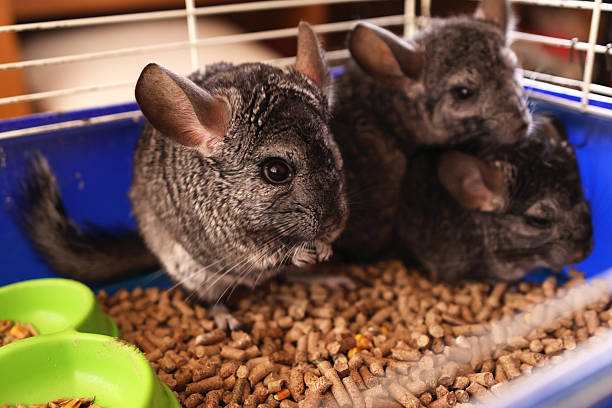 istock People care for and play with chinchillas. 2213732987