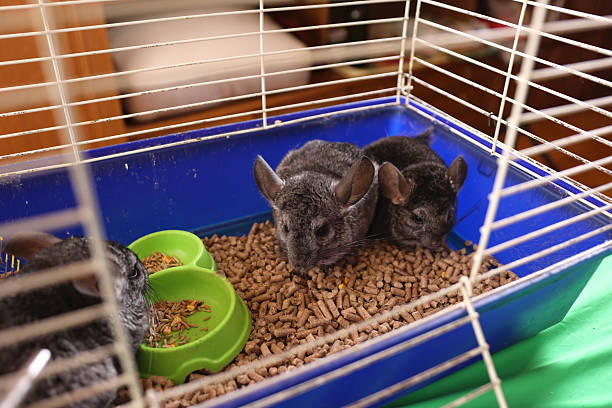 People care for and play with chinchillas.