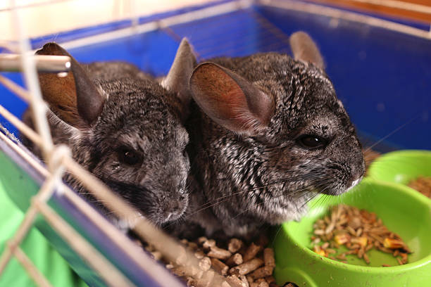 istock People care for and play with chinchillas. 2213733120