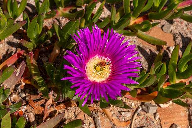 istock A bee's-eye view of a perfect day. 2213734982