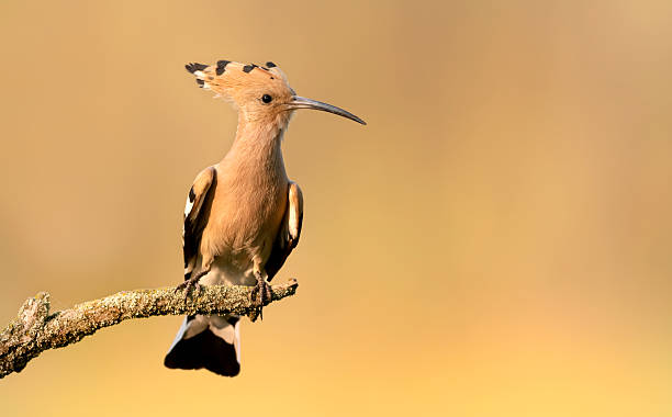 istock Eurasian hoopoe bird close up ( Upupa epops ) 2213735499