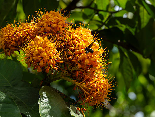 istock Vibrant Orange Flower Cluster with Bee 2213735947