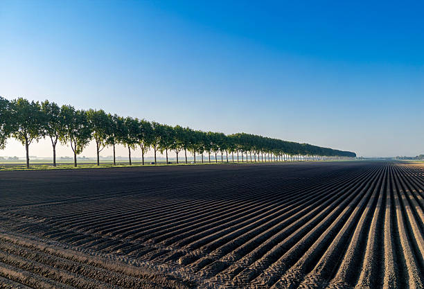Early morning  shot of a country road with identical trees. At dawn.