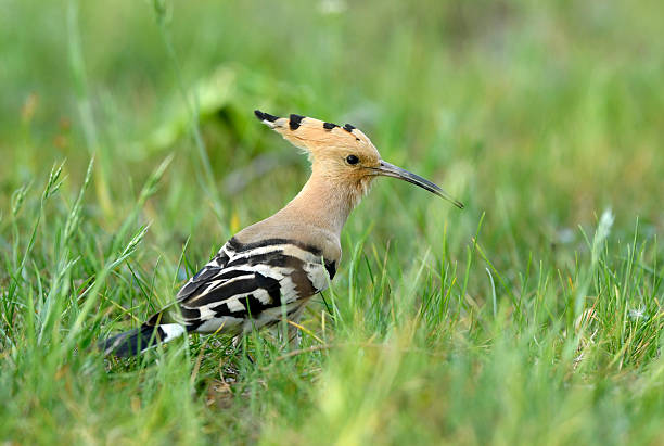 istock Eurasian hoopoe bird close up ( Upupa epops ) 2213736444