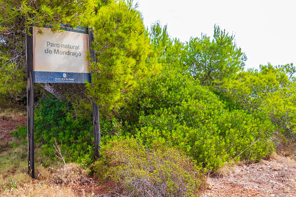 Natural Landscape - Green Shrubs with Ocean View in the Background