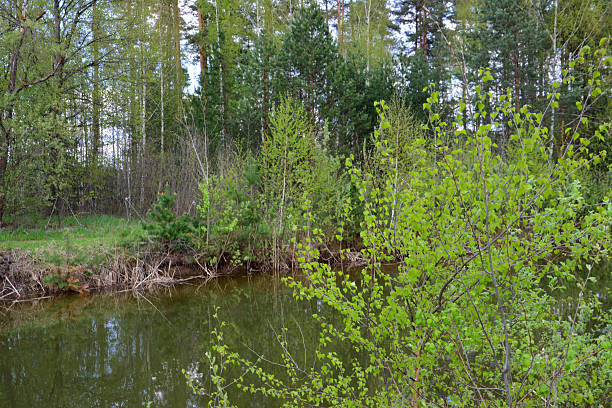 A river flowing through a lush green forest in springtime