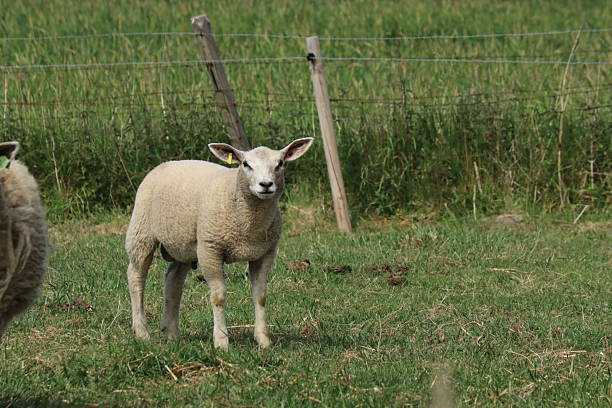 istock a little lamb is standing in a green meadow in springtime 2213737820