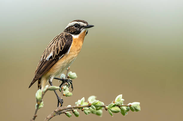 istock Whinchat ( Saxicola rubetra ) bird close up 2213739155