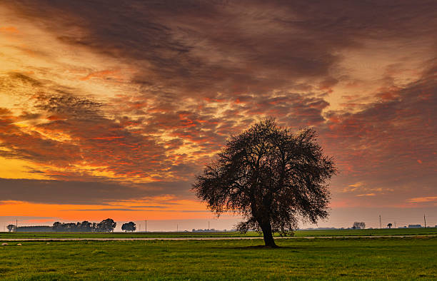 istock Lonely tree on colorful sky background during sunset 2213739833