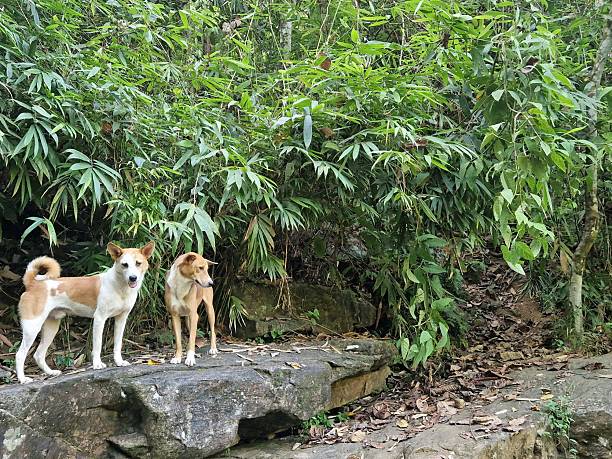 istock dogs in jungle nature 2213739926