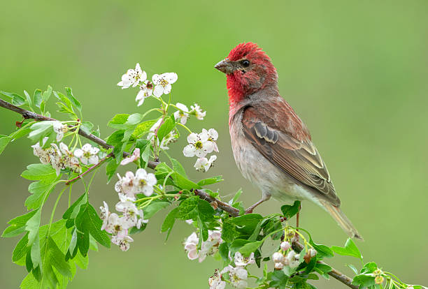 istock Common rosefinch ( carpodacus erythrinus ) male 2213739944
