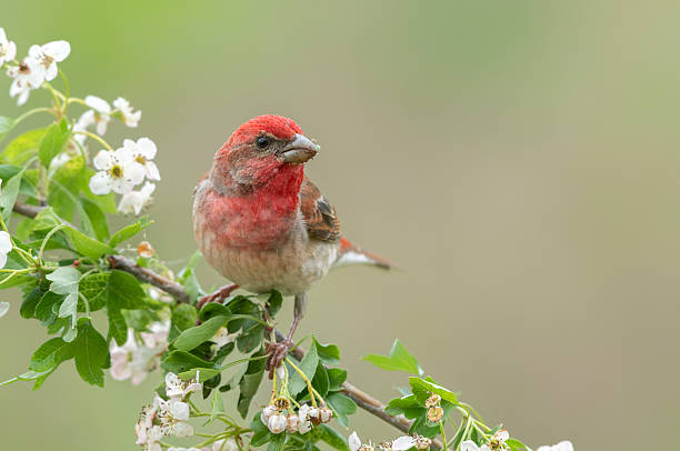 istock Common rosefinch ( carpodacus erythrinus ) male 2213740132