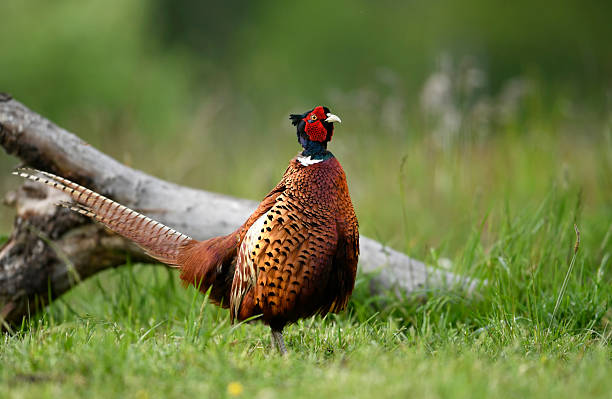 istock Ringneck Pheasant (Phasianus colchicus) male 2213740182