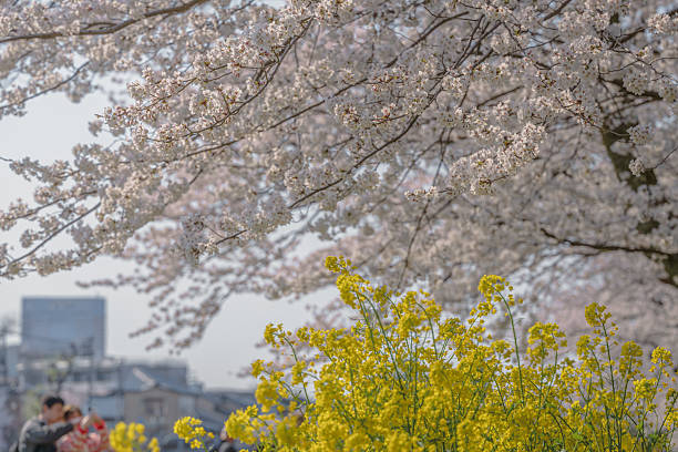 istock Spring duet: cherry blossoms and rape blossoms in full bloom 2213740805