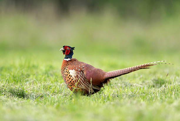 istock Ringneck Pheasant (Phasianus colchicus) male 2213741510