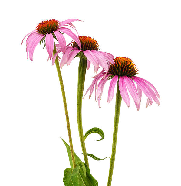 istock Pink flowers of echinacea. 2213741842