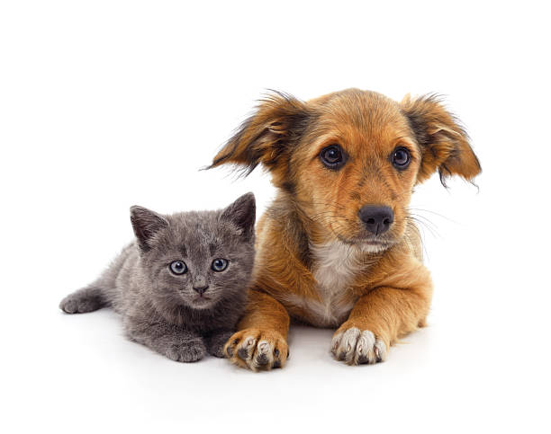 istock Kitten and puppy. 2213741846