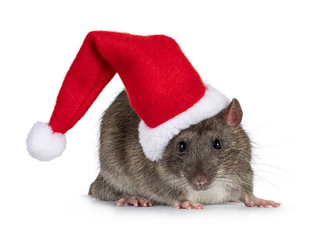 istock Christmas rat on white background 2213742137