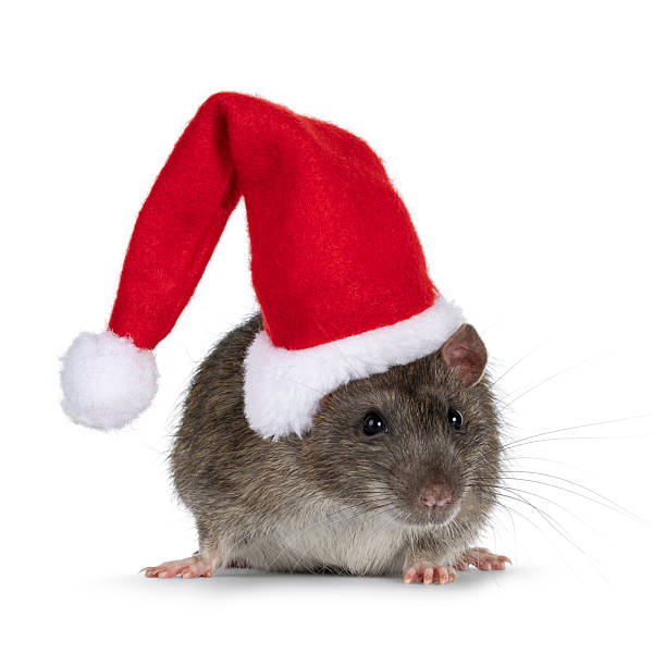 istock Christmas rat on white background 2213742154
