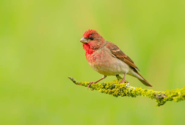 istock Common rosefinch ( carpodacus erythrinus ) male 2213742372