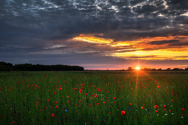 istock Beautiful poppy field during sunset 2213742382