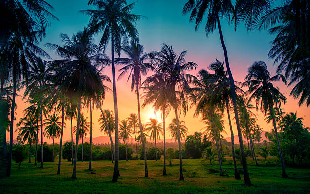istock Silhouette coconut palm trees on beach at sunset. Vintage tone. 2213742602