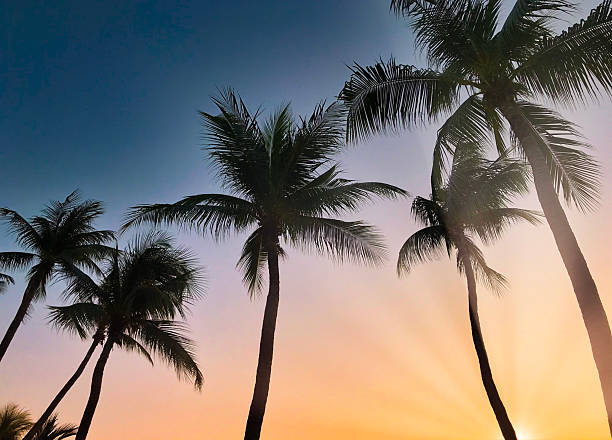 istock Silhouette coconut palm trees on beach at sunset. Vintage tone. 2213742603