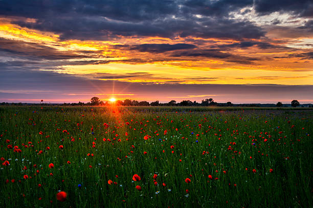 istock Beautiful poppy field during sunset 2213742632