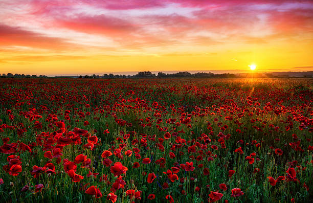 istock Beautiful poppy field during sunrise 2213742825