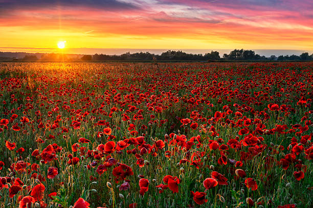 istock Beautiful poppy field during sunrise 2213742844