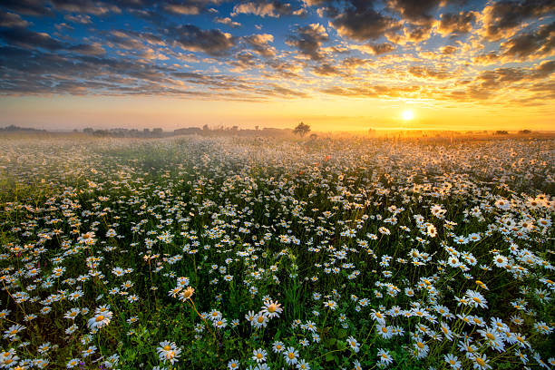 istock Beautiful summer sunrise over daisy field 2213744198