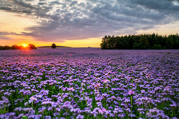 Beautiful sunset over phacelia field