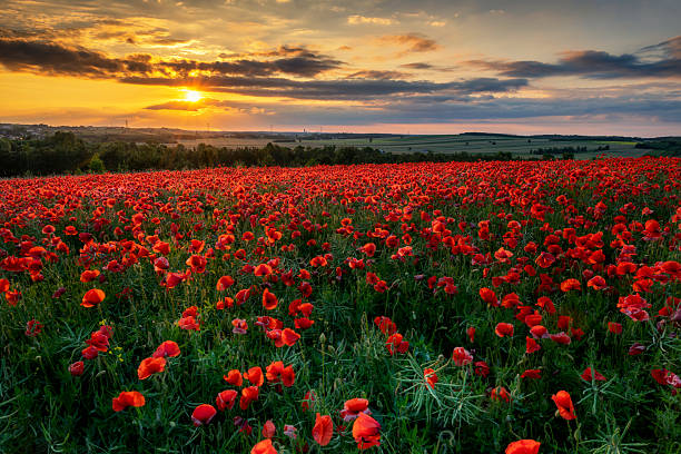 istock Beautiful poppy field during sunset 2213744487