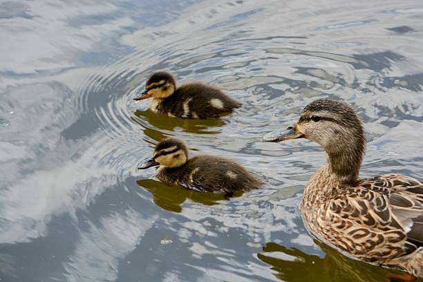 istock A mother duck and her ducklings 2213744774