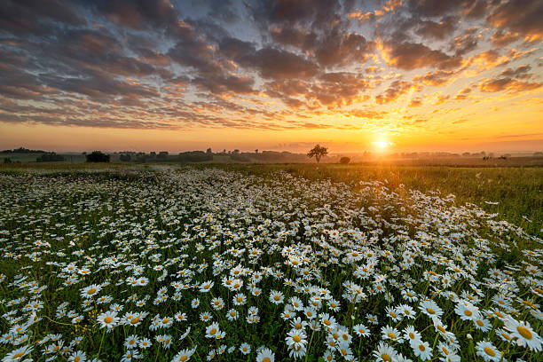 istock Beautiful summer sunrise over daisy field 2213745013