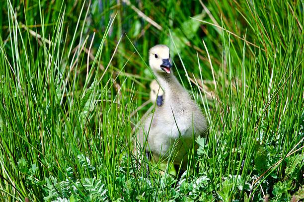 single juvenile gosling fledging bird