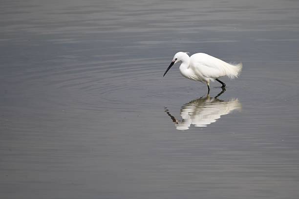 little egrets feeding in water
