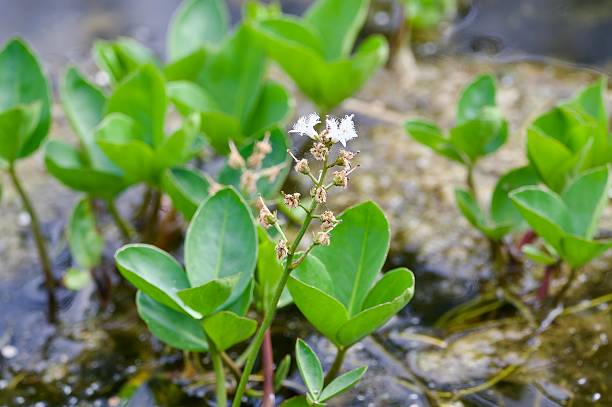 istock bogbean plant pond plant 2213745119