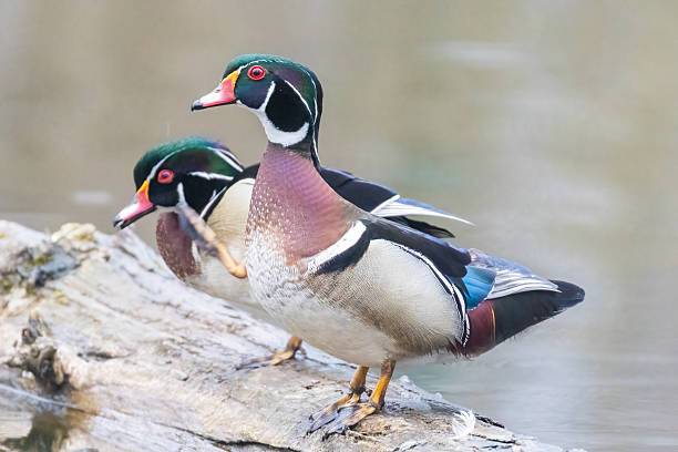 istock wood duck or Carolina duck 2213745628