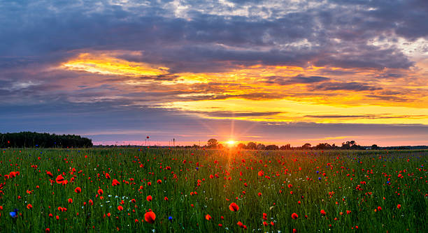 istock Beautiful poppy field during sunset 2213745743