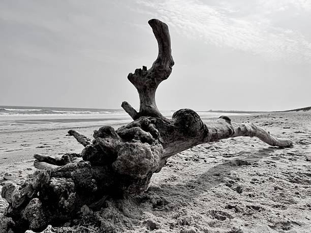 Driftwood on an empty beach in Northumberland