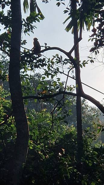 istock morning in jungle with monkey 2213746261
