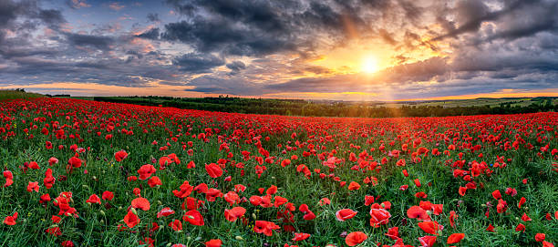 istock Beautiful poppy field during sunset - panorama 2213746890